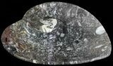 Heart Shaped Fossil Goniatite Dish #61256-1